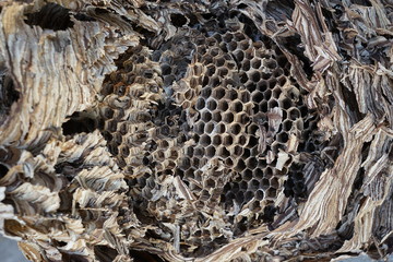 view inside a huge hornets nest  Vespa crabro, with a population of about 1000 animals