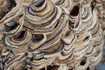 view inside a huge hornets nest  Vespa crabro, with a population of about 1000 animals