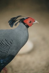 portrait of pheasant