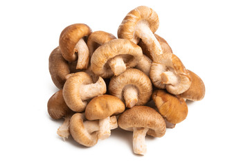 shiitake mushroom