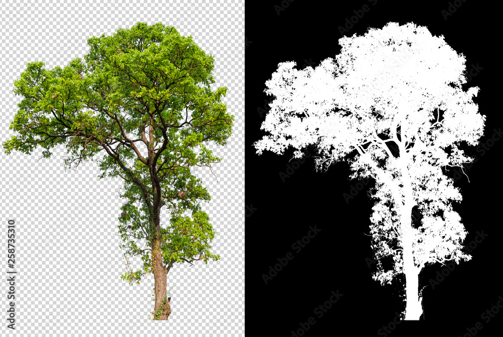Leinwandbilder single tree on transparent picture background with clipping path, single tree with clipping path and alpha channel on black background