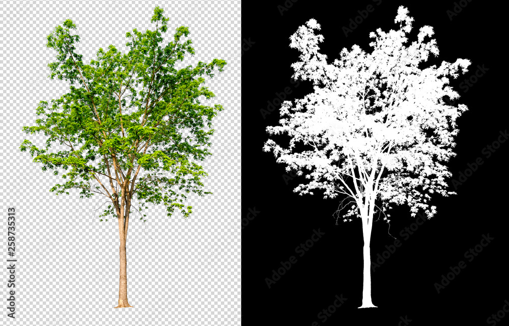 Aufkleber single tree on transparent picture background with clipping path, single tree with clipping path and alpha channel on black background