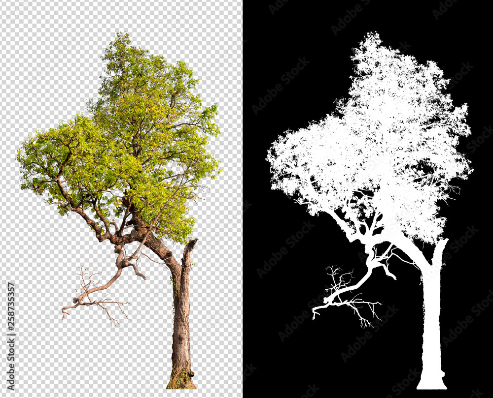 Leinwandbilder single tree on transparent picture background with clipping path, single tree with clipping path and alpha channel on black background