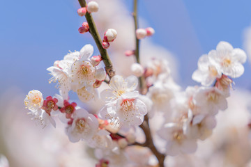 梅の花のマクロ写真