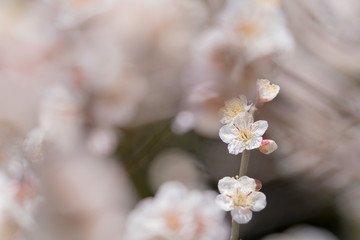 梅の花のマクロ写真
