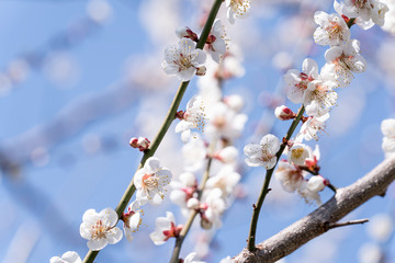 梅の花のマクロ写真