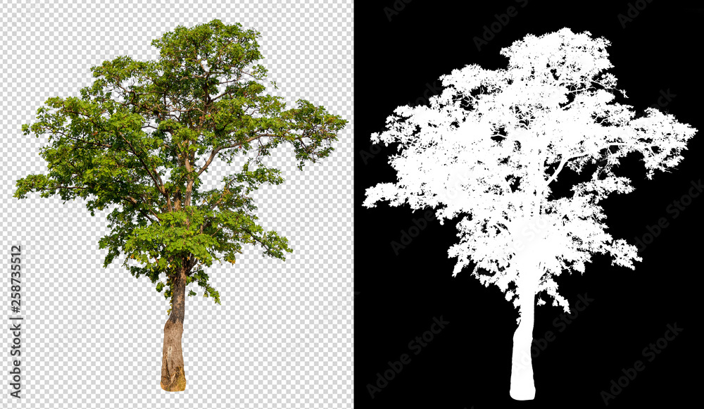 Leinwandbilder single tree on transparent picture background with clipping path, single tree with clipping path and alpha channel on black background