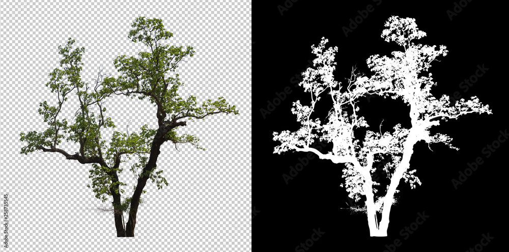 Leinwandbilder single tree on transparent picture background with clipping path, single tree with clipping path and