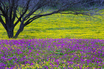Obraz premium Texas Hill Country in Colorful Spring Bloom