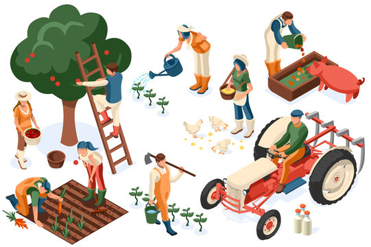 Flat tractor set. Farmer, agricultural worker with plant, chicken, sheep, rabbit, cow, milk, fruit or feeding farm animal. Harvest man with apple. Girl isometric images isolated on white background.