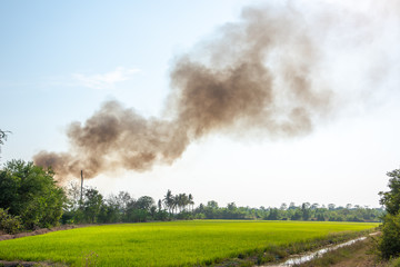 Fire smoke is caused by burning weeds in the fields.