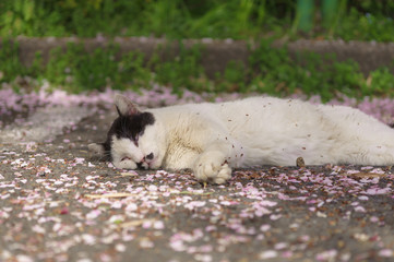 Fototapeta premium 桜と猫