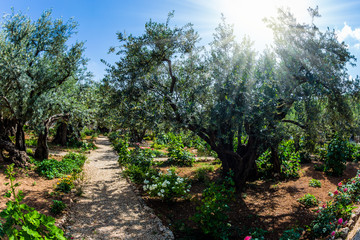 Fototapeta na wymiar The Garden of Gethsemane in holy Jerusalem
