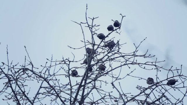 European bird Sroc sits on the branches of a tree. Starlings sit on top of a tree in spring.