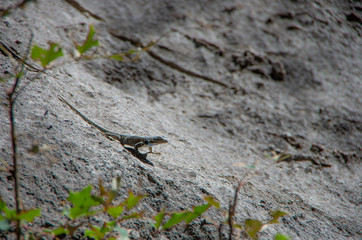 small lizard on a rock