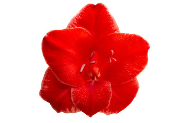 gladiolus flower isolated