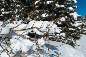Closeup detail of snow covered branch with conifer pine trees
