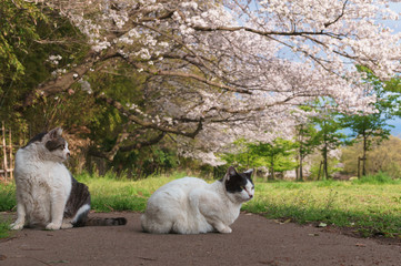 Naklejka na ściany i meble 桜と猫