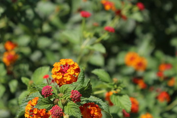 Piante fiori e insetto