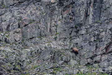 Grizzly Climbs Rock Wall