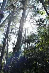 NATUREZA-LITORAL DE SP-UBATUBA