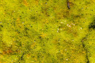 Surface of the lake with algae polluted water