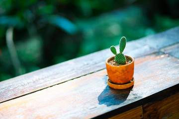 Cactus on a wooden table, bokeh background