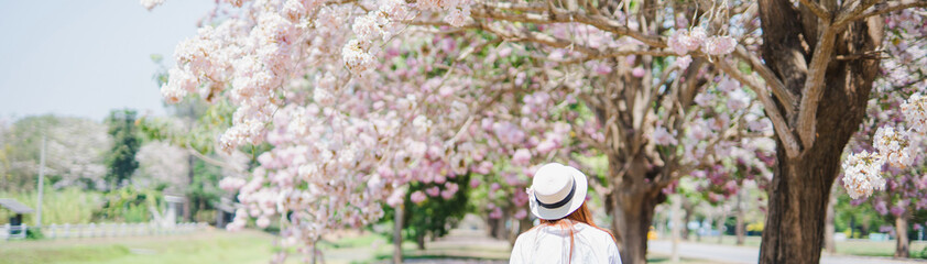 spring season with full bloom pink flower travel concept from backside of beauty asian woman enjoy with sight seeing sakura or cherry blossom with soft focus flower background © tickcharoen04
