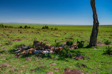 Lions pride resting im shade in nature