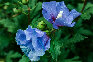 Rose of Sharon after rain