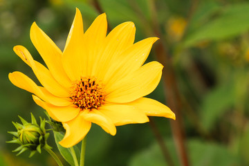 Yellow Flower