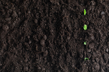 Seeds in the ground. Seed preparation for planting in the spring.