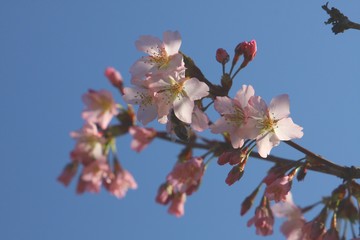 zierkirschenblüte