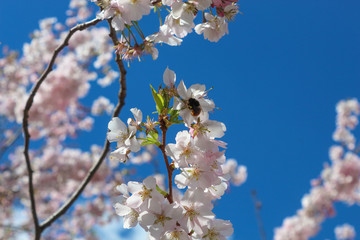 bumblebee on a blossoming cherry