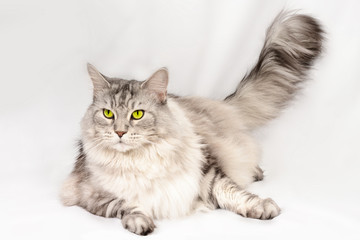 Close up portrait of beautiful adult maine coon cat with brand sight. Silver tabby serious cat.