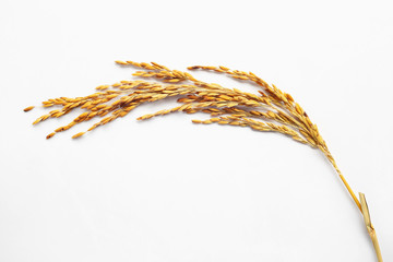 Ear of paddy rice on white background.