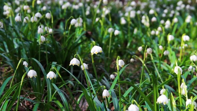 Group of spring snowflake leucojum