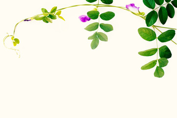Obraz premium flower vines on white background.