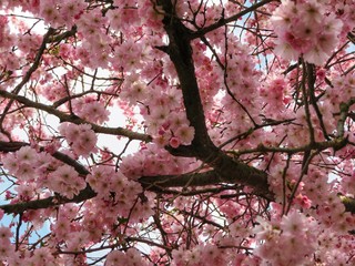cherry tree in blossom