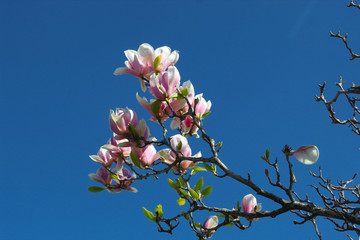 Japanese Magnolia Blooms