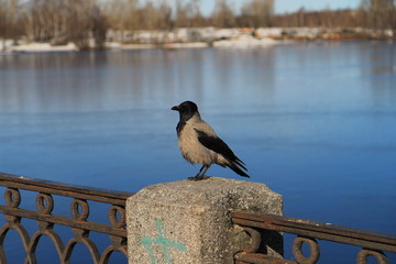 Crow on the railing