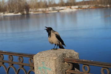 Crow on the railing