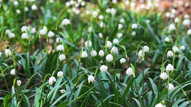 Group of white spring snowflake leucojum