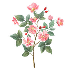 Wild roses watercolor. Branch with flowers, leaves