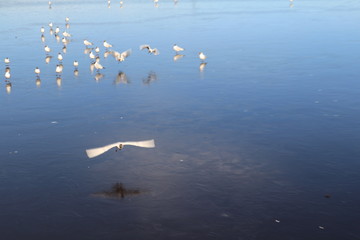  Seagulls on ice