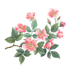 Wild roses watercolor. Branch with flowers, leaves