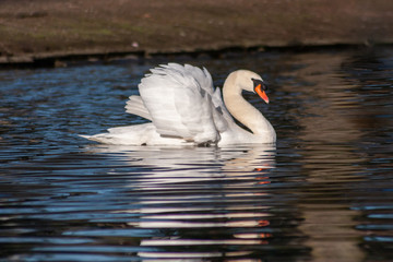 Imposanter Höckerschwan auf Brautschau mit aufgestellten Flügeln und schöner Spiegelungauf einem...