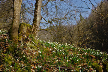 Maerzenbecher, Leucojum vernum; spring snowflake,