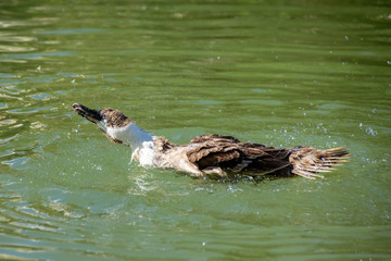 Brown and white duck preening and washing feathers