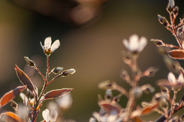 Frische Frühlingsblüten eines Strauches im Gegenlicht strahlen mit der Sonne um die Wette